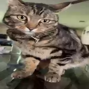 lost female cat luca