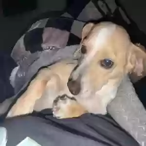 lost female dog stella