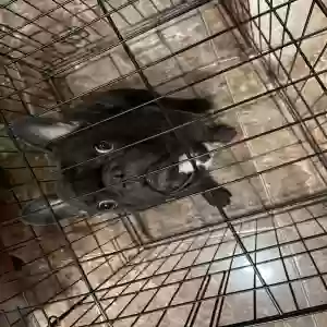 lost male dog frankie