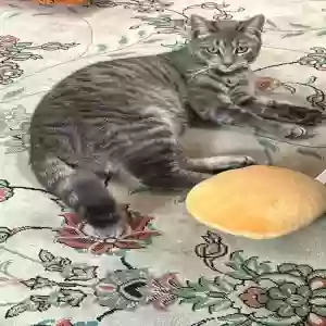 lost female cat bubbles