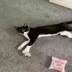 lost male cat chaz