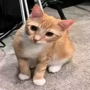 lost female cat bonnie