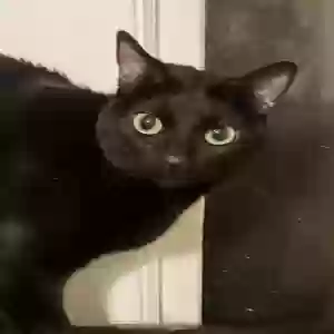 lost female cat unknown