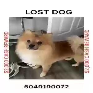 lost male dog unknown