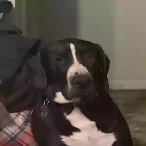 lost male dog ozzie