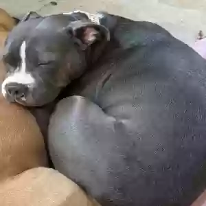 lost female dog maggie