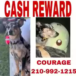 lost male dog courage