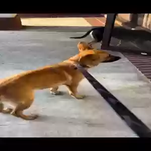 lost male dog rex