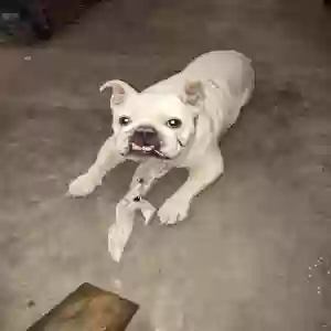lost female dog miley