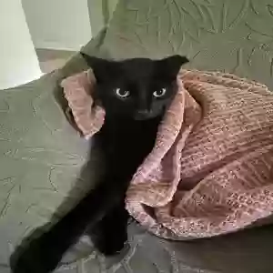 lost female cat kit