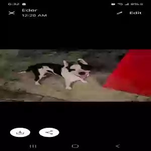 lost male dog rito