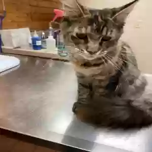 lost female cat lillie