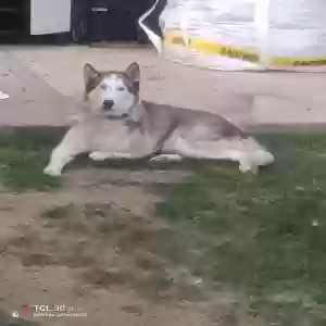 lost male dog unknown