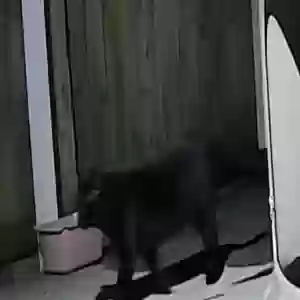 found unknown cat unknown