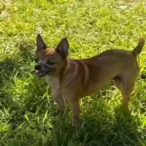 lost female dog unknown
