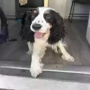 lost male dog otto