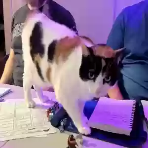 lost female cat mochi