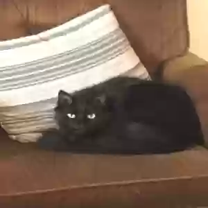 lost male cat ponzu