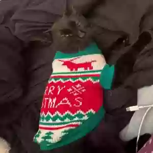 lost male cat morpheus