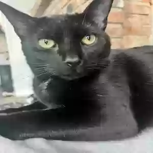 lost male cat kratos