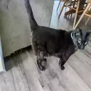 lost female cat kitkat