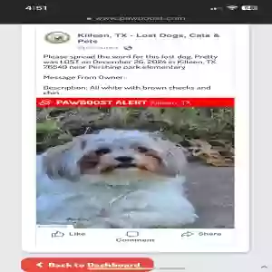 lost female dog pretty