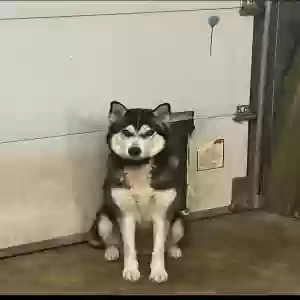 lost female dog akira