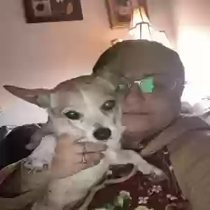 lost female dog daisy
