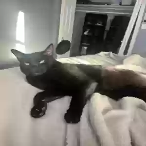 lost male cat kratos