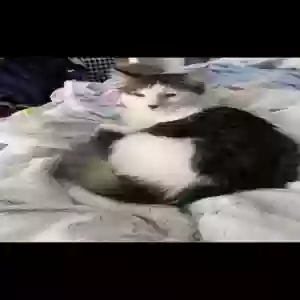 lost male cat patches
