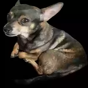 lost male dog bud bud