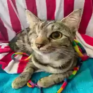 lost female cat indica / indy