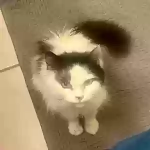 found unknown cat unknown