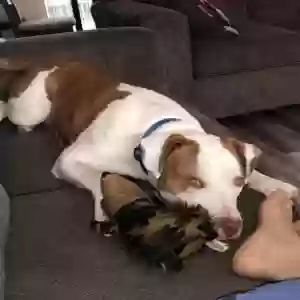 lost male dog blue
