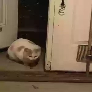 found male cat unknown