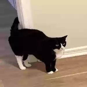 lost female cat lucy