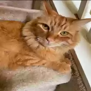 lost male cat naji