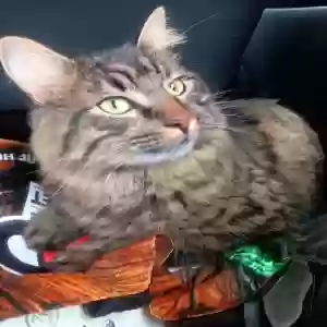 lost male cat kitty