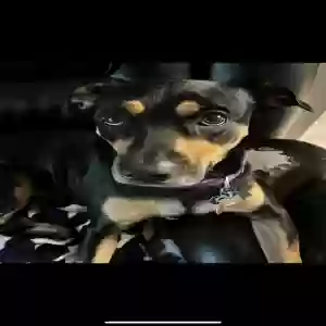 lost female dog calliope (callie)