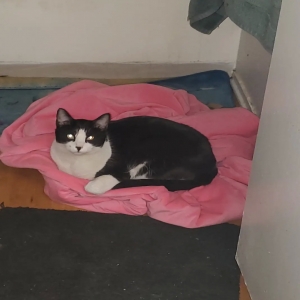 lost male cat nyx