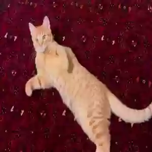 lost male cat shohak