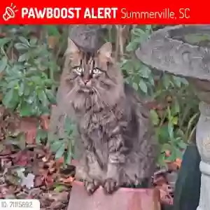 lost female cat prissey
