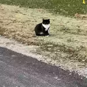 lost male cat friend