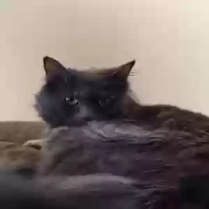 lost female cat grapefruit