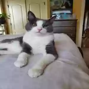 lost male cat mr. tibbs