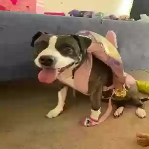 lost female dog bella