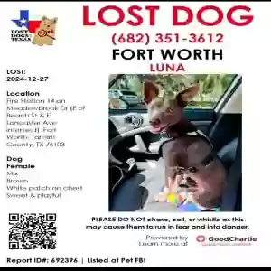 lost female dog luna
