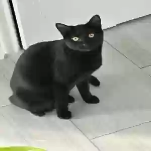lost female cat robin