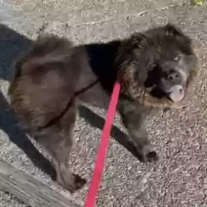 lost female dog zoey