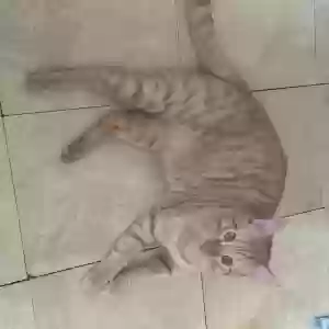 lost male cat pebbles